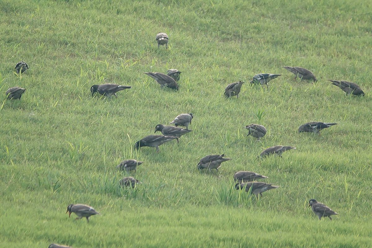 在那绿茵茵的草地上