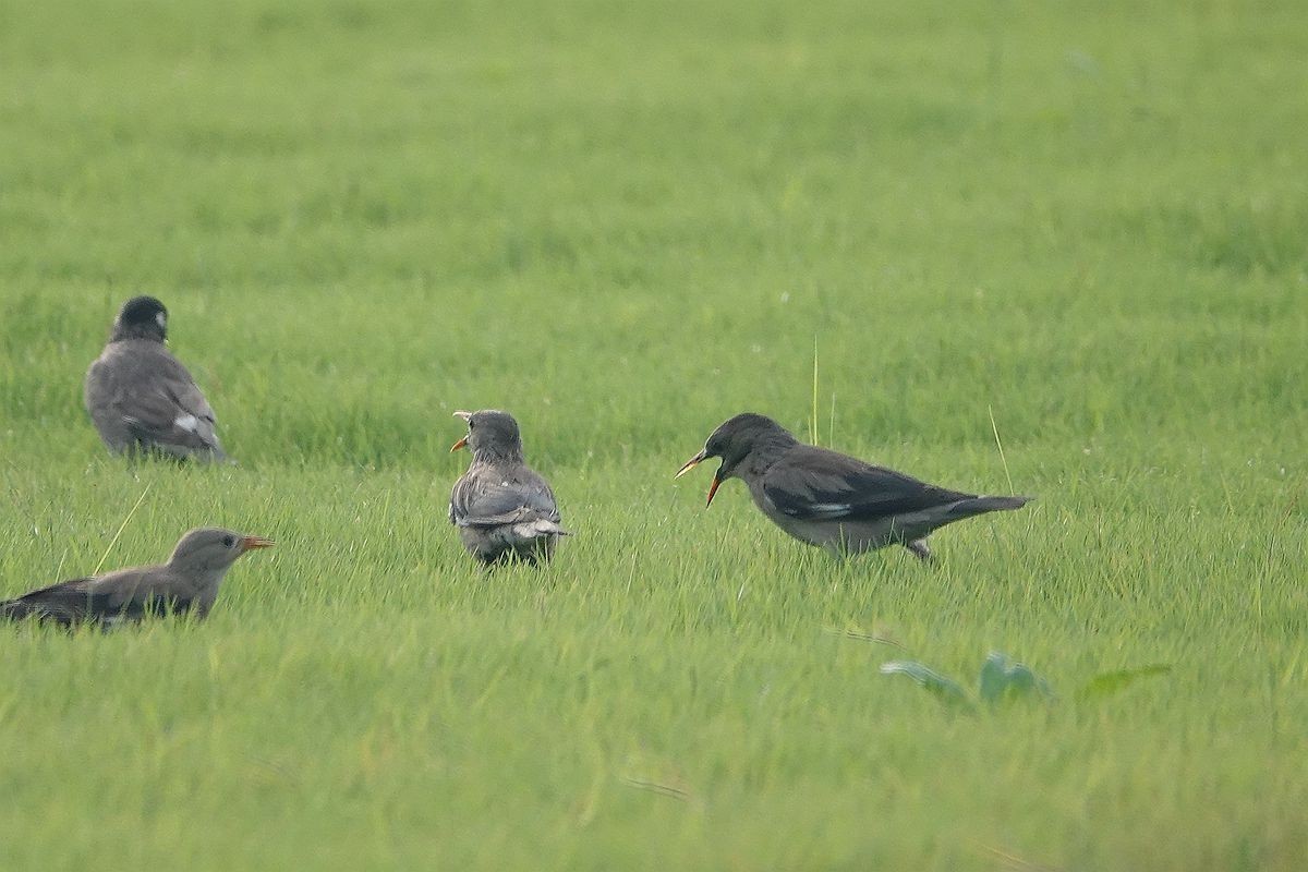 在那绿茵茵的草地上