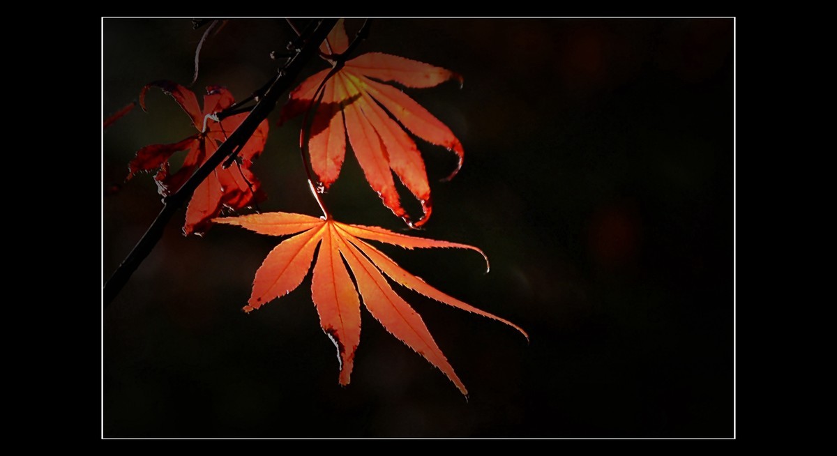 梦境迷雾，解读梦见一只红色的花毒蛇的深层含义