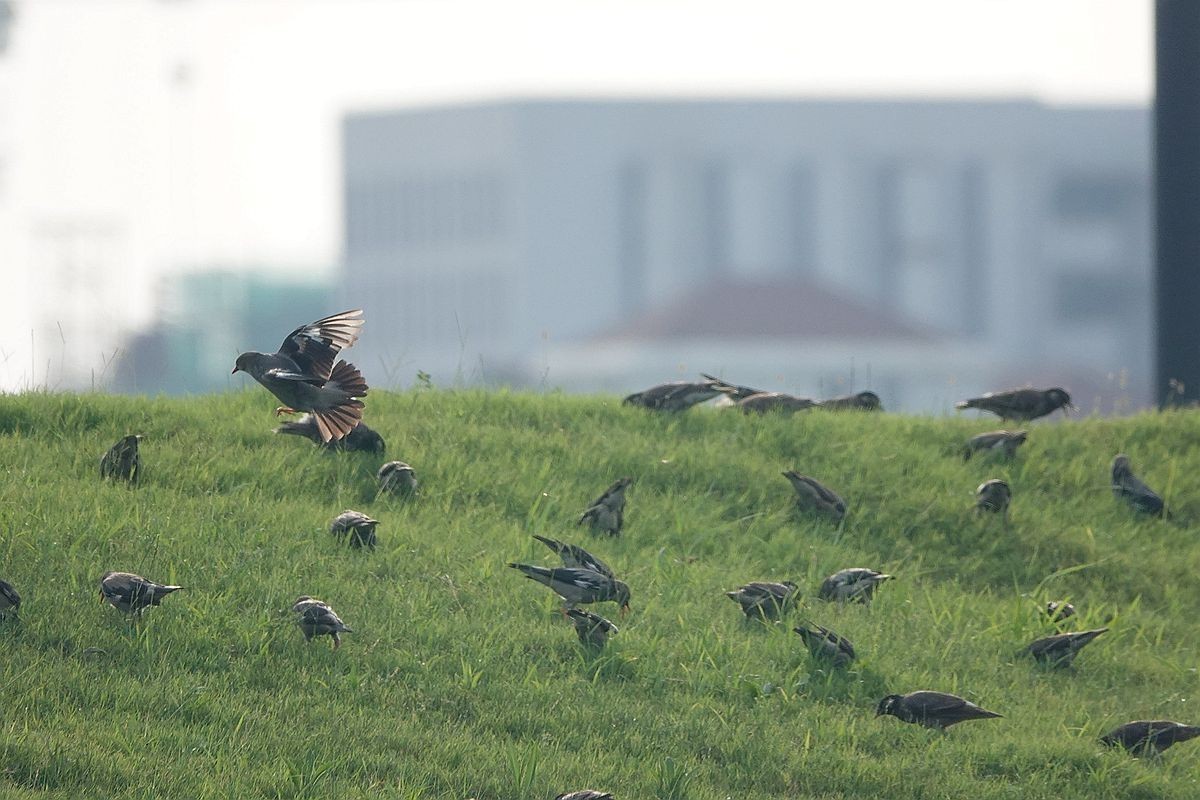 在那绿茵茵的草地上