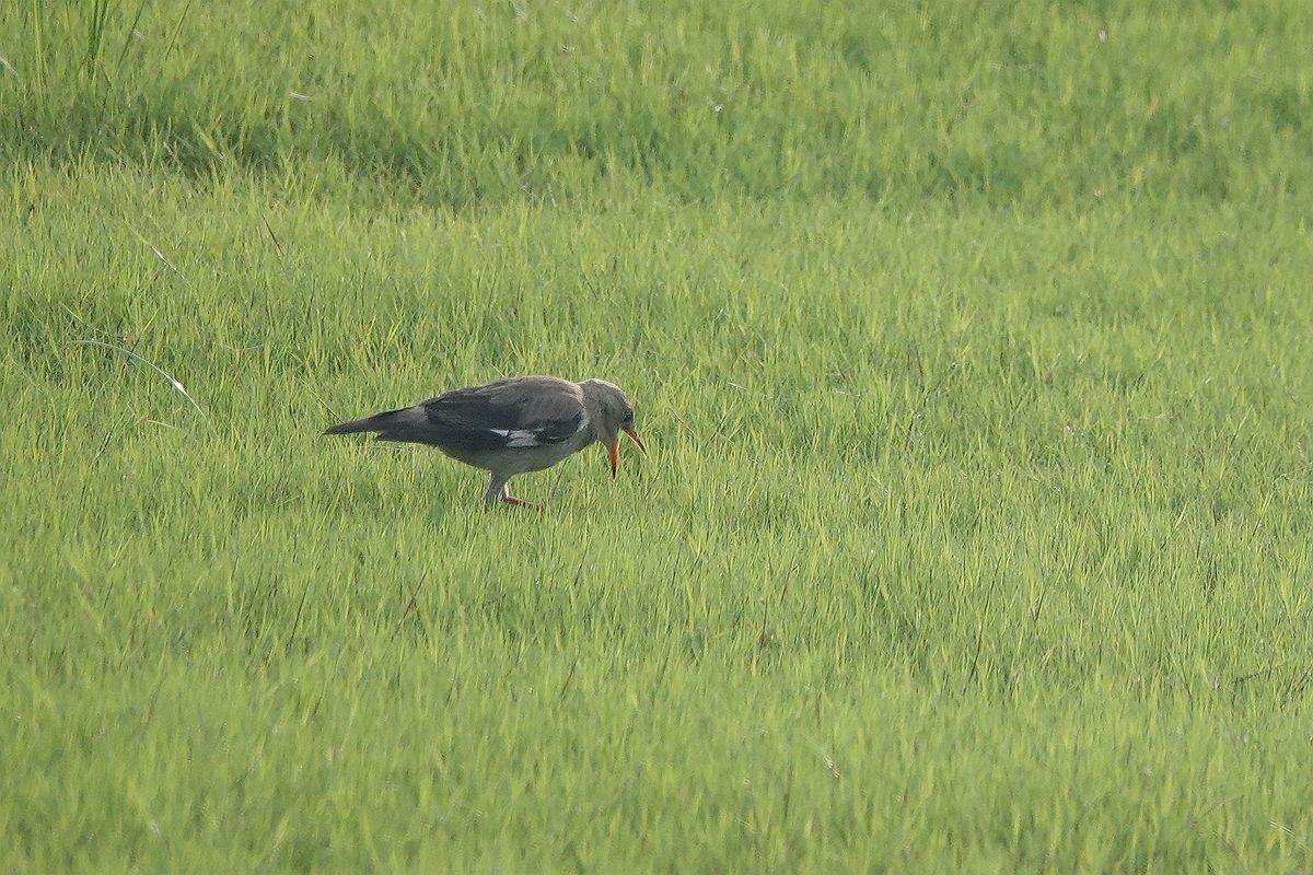 在那绿茵茵的草地上