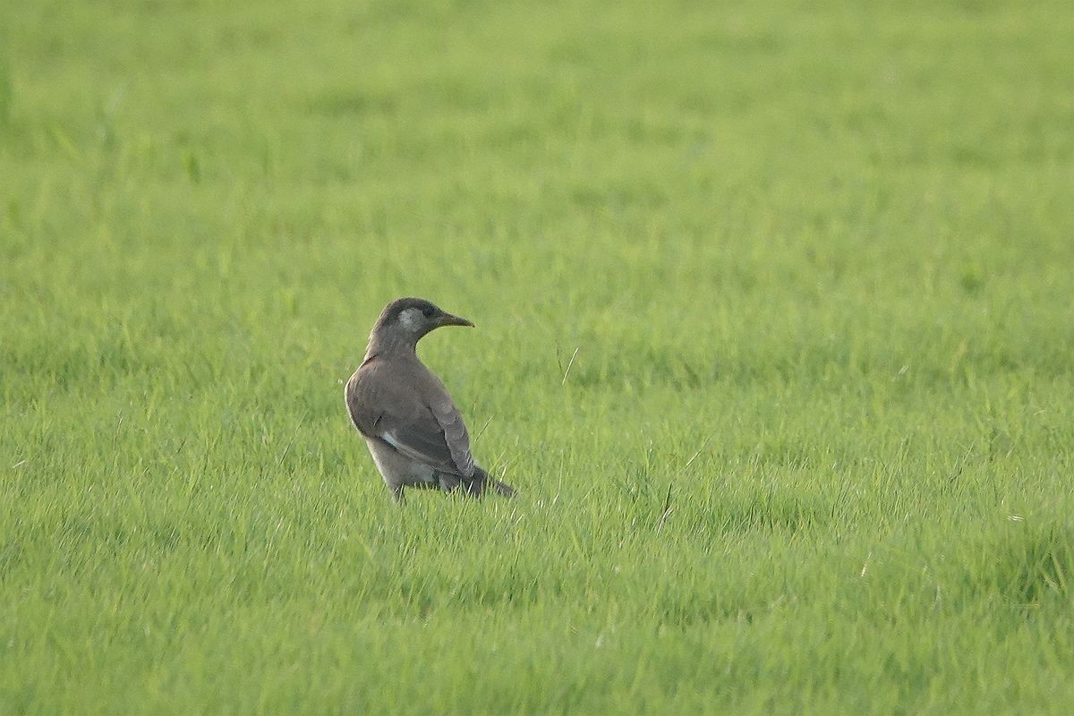 在那绿茵茵的草地上