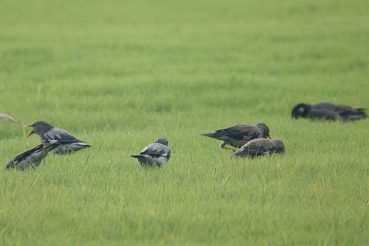 在那绿茵茵的草地上