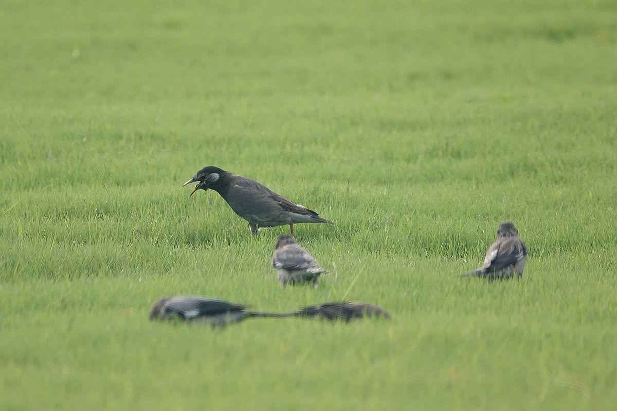 在那绿茵茵的草地上