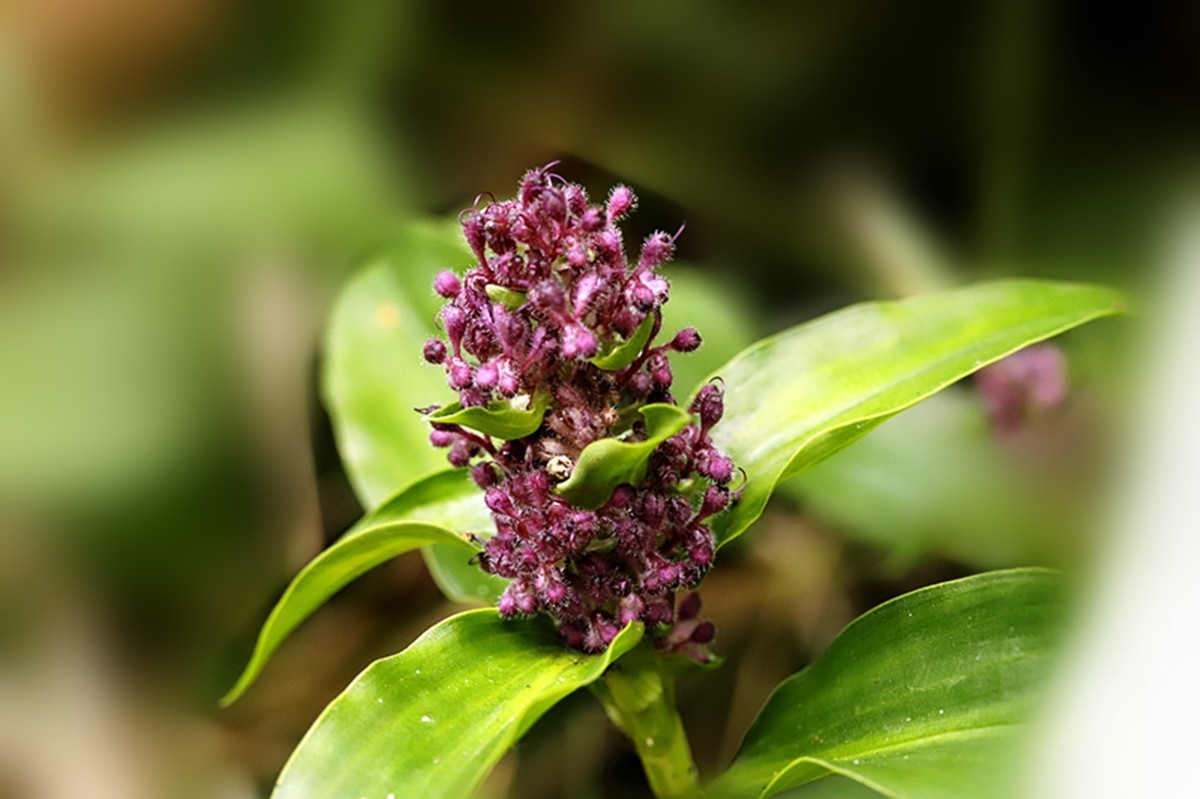 聚花草默默无闻花开香