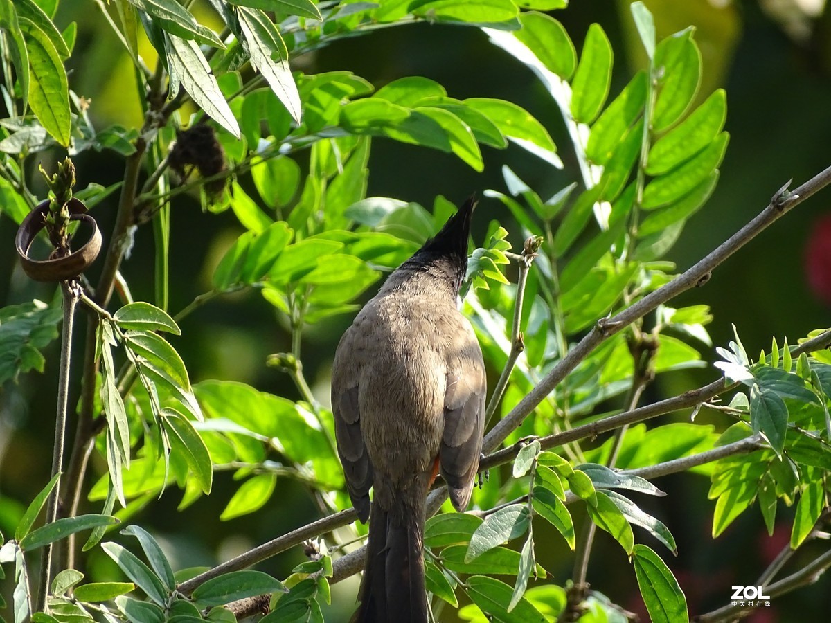 华侨城湿地公园