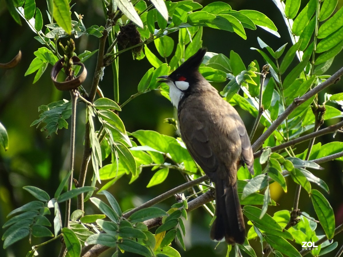 华侨城湿地公园