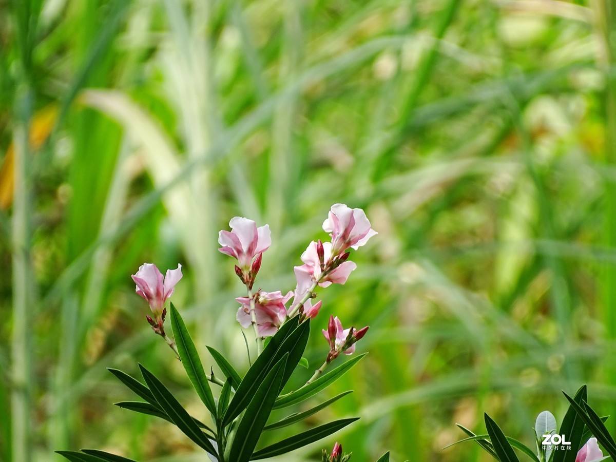 华侨城湿地公园