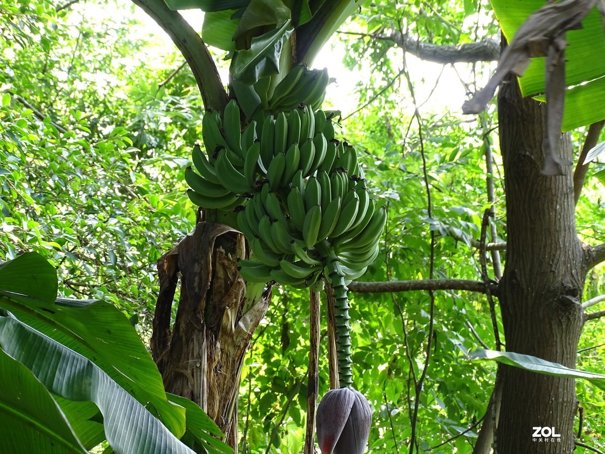 华侨城湿地公园