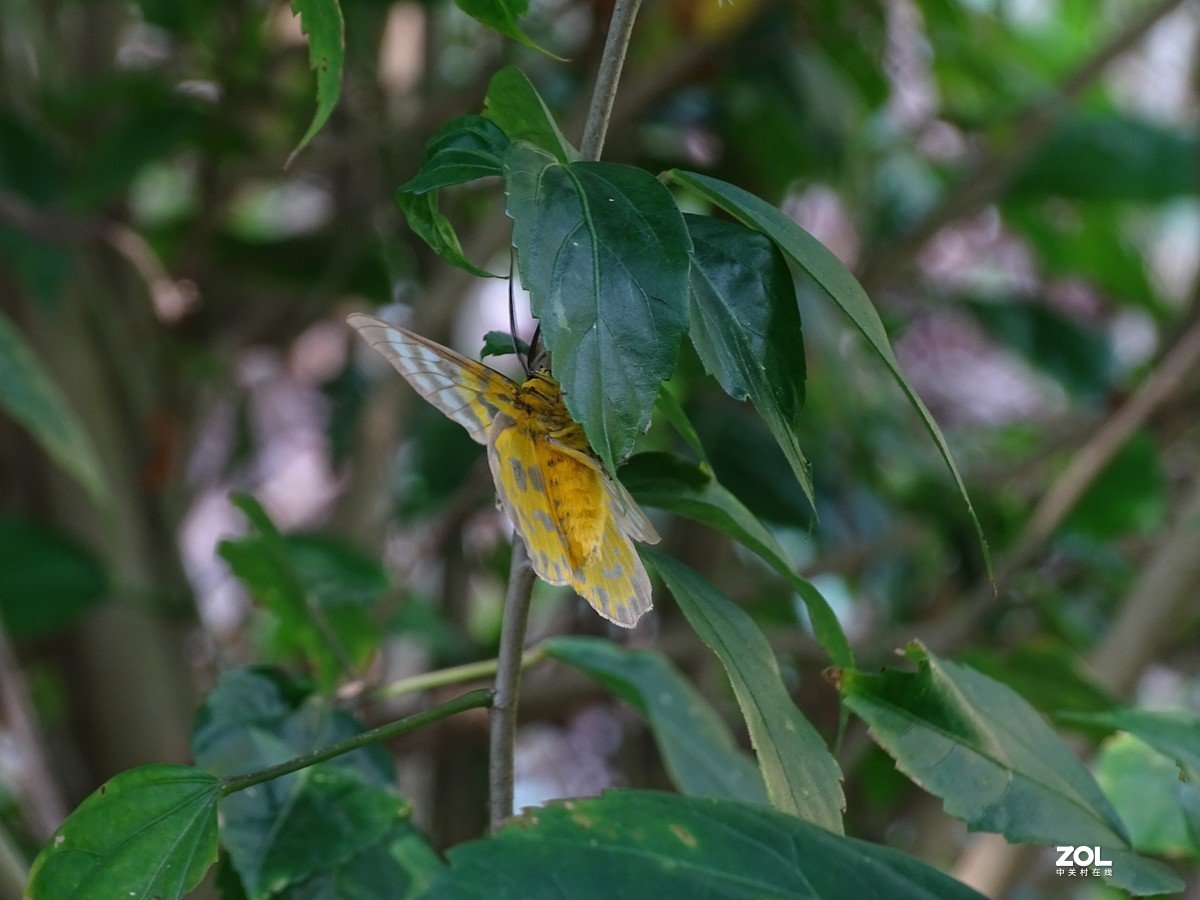 华侨城湿地公园