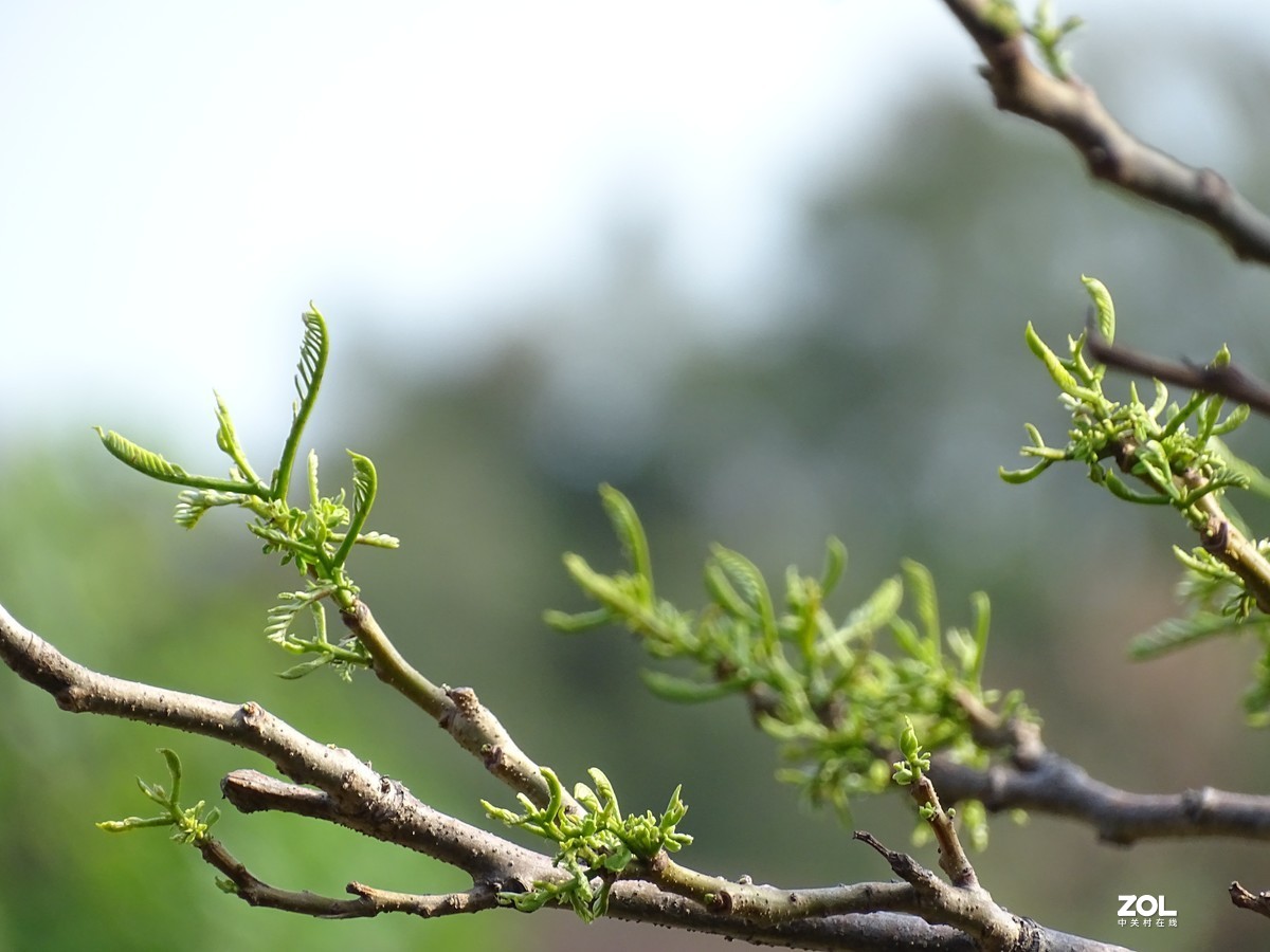 华侨城湿地公园