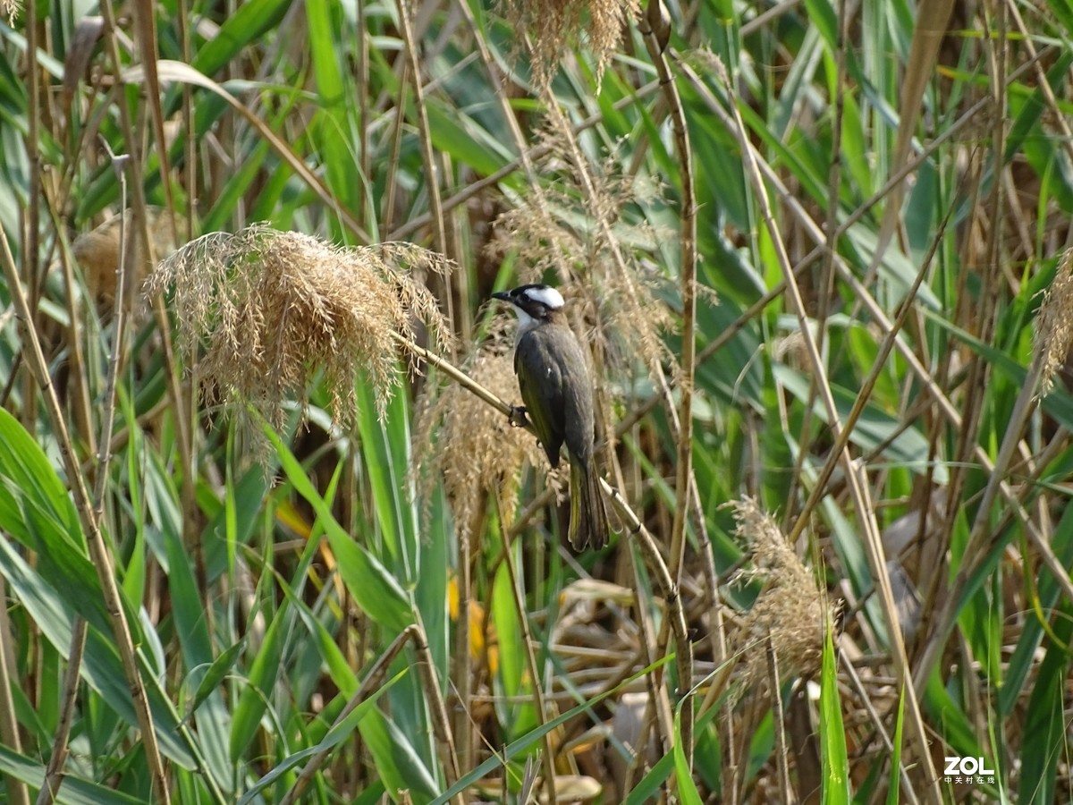 华侨城湿地公园