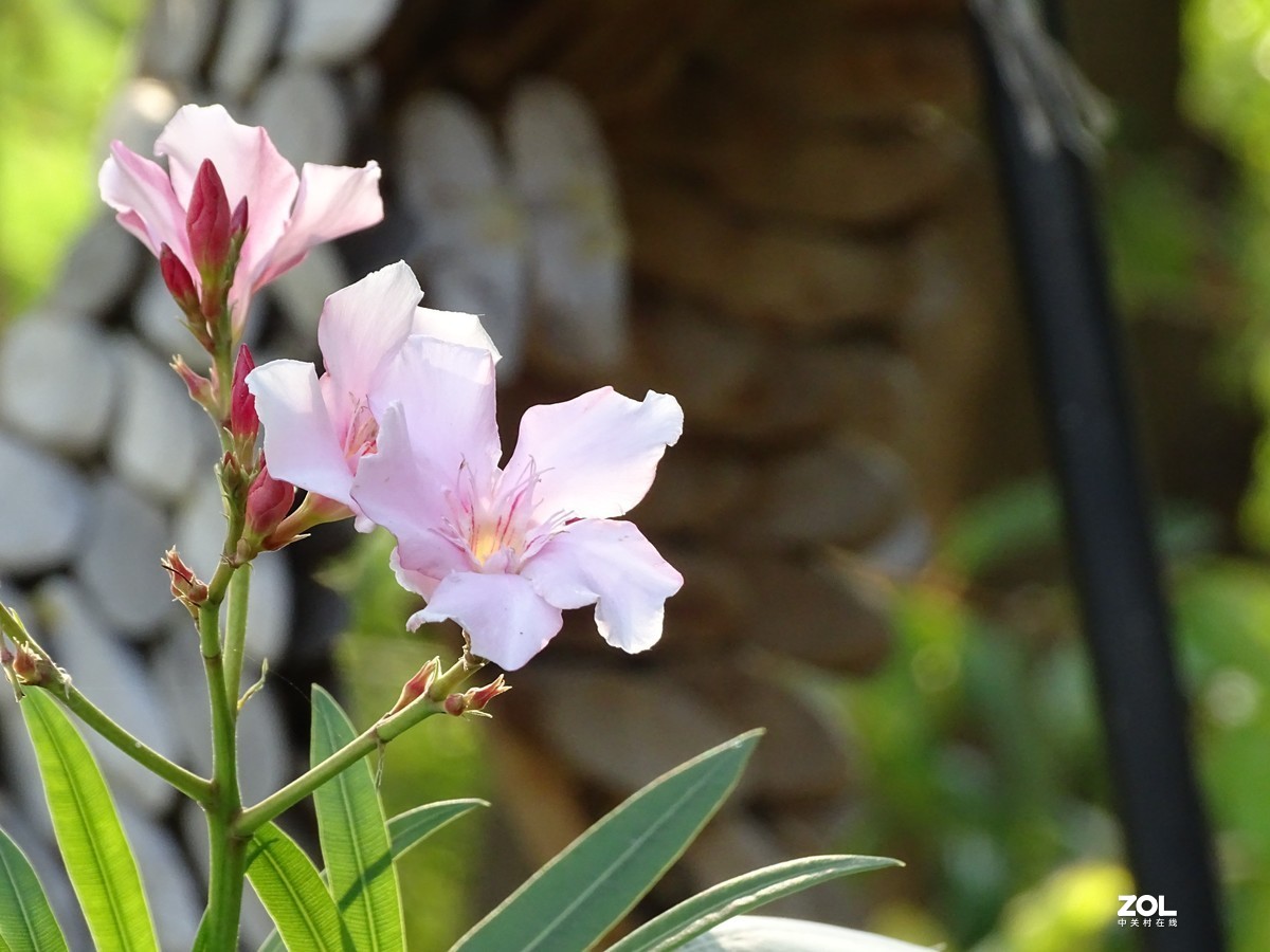 华侨城湿地公园