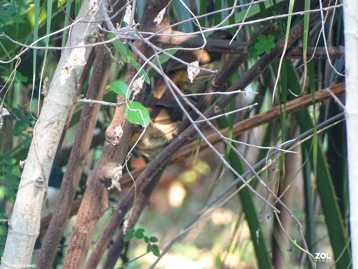 华侨城湿地公园