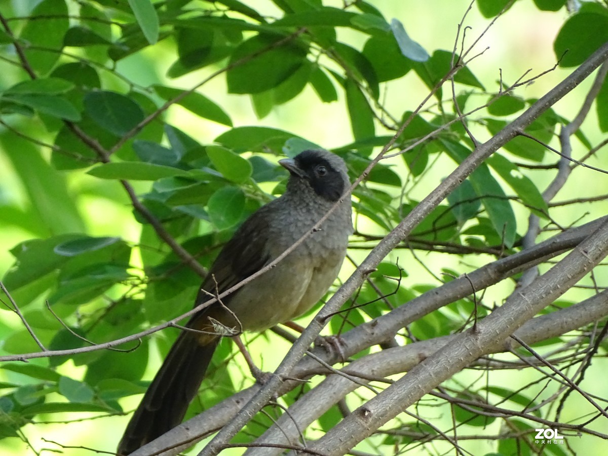 华侨城湿地公园