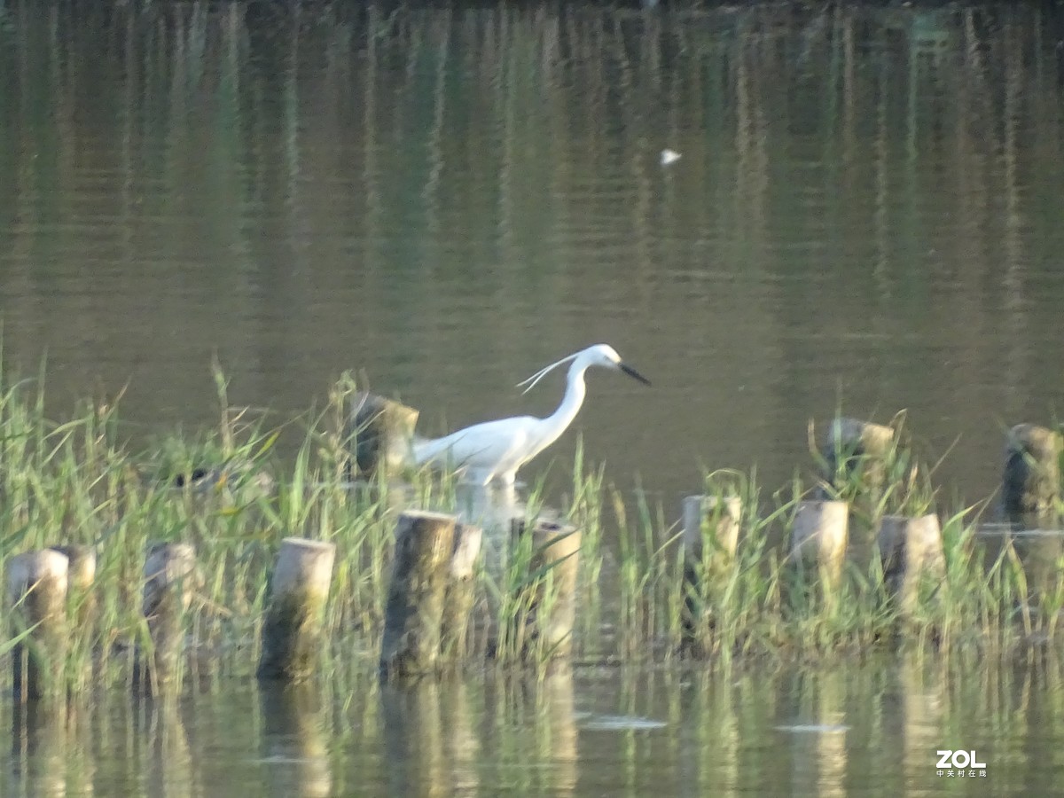 华侨城湿地公园