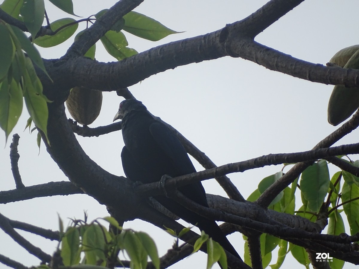 华侨城湿地公园