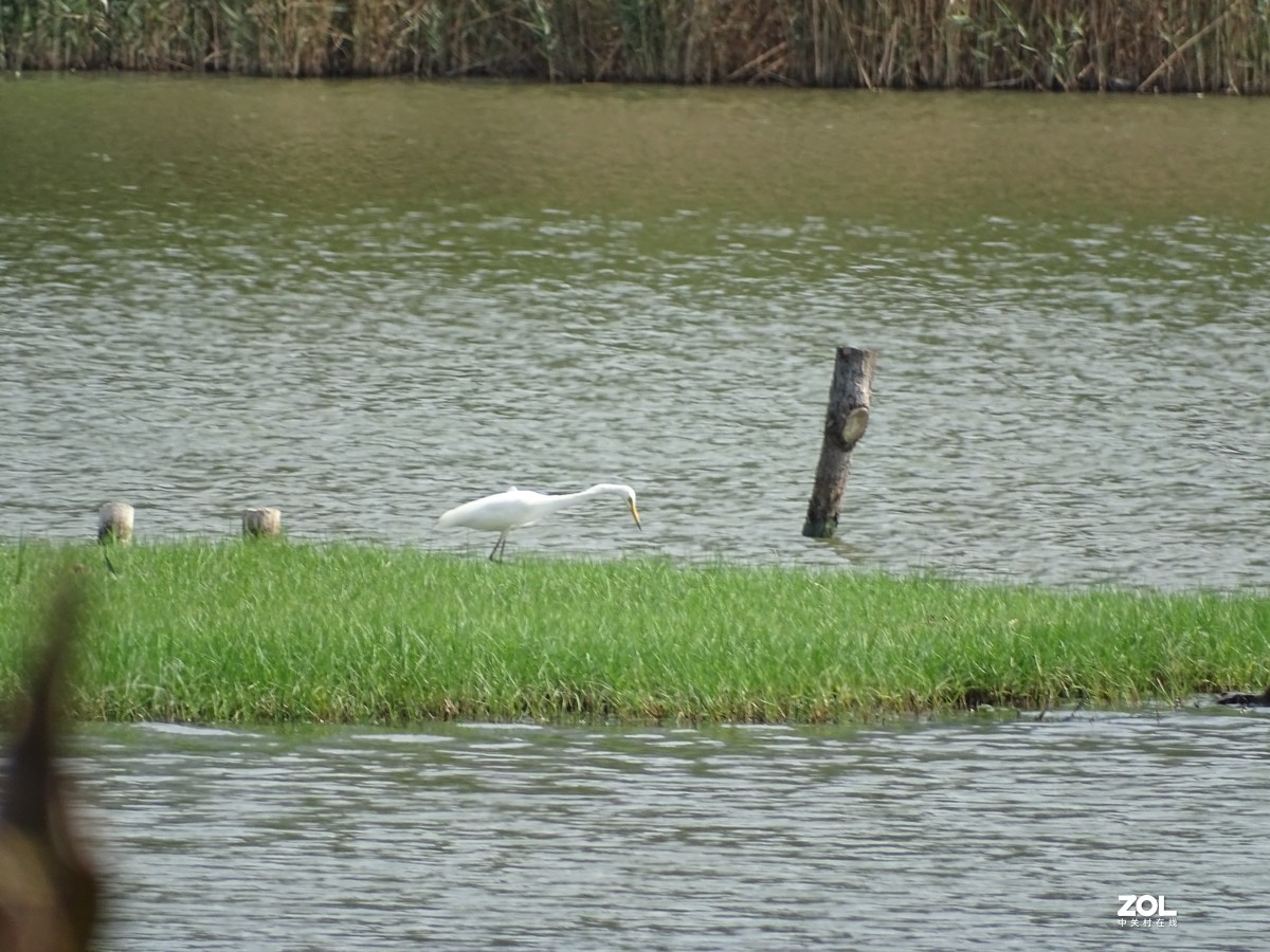 华侨城湿地公园