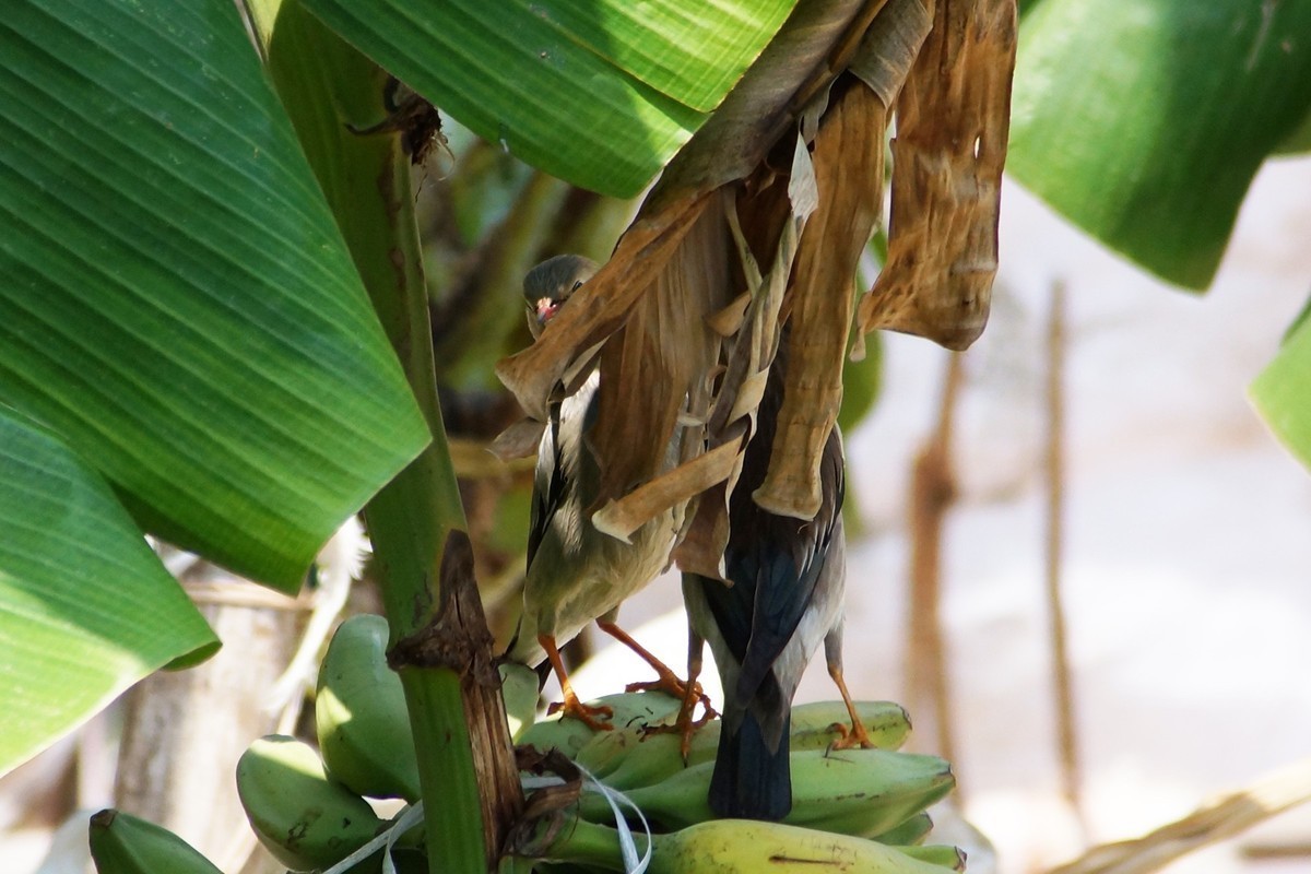 远距离抓拍一对小情侣
