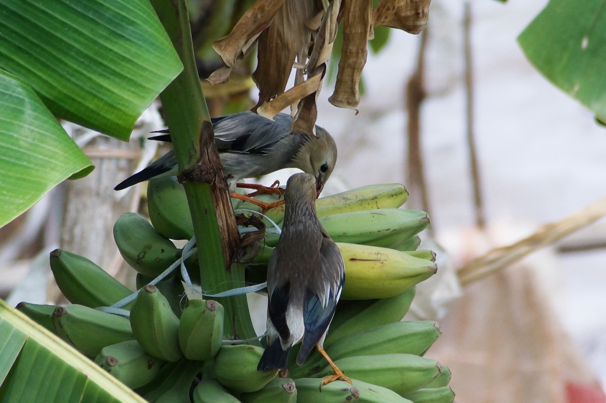 远距离抓拍一对小情侣