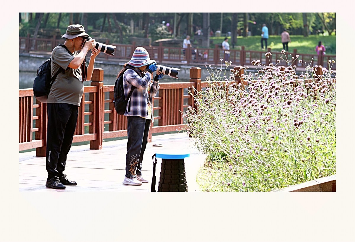 公园遛弯随手拍