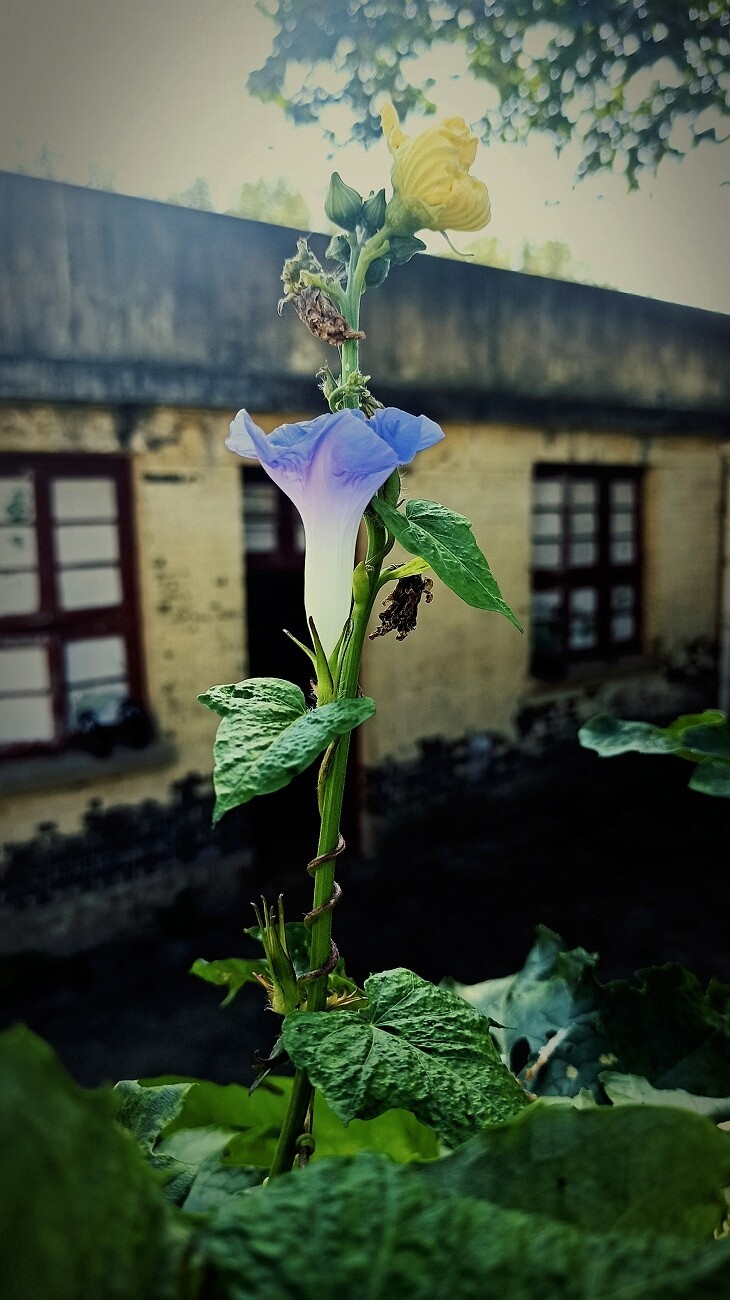 昨日黄花 ~