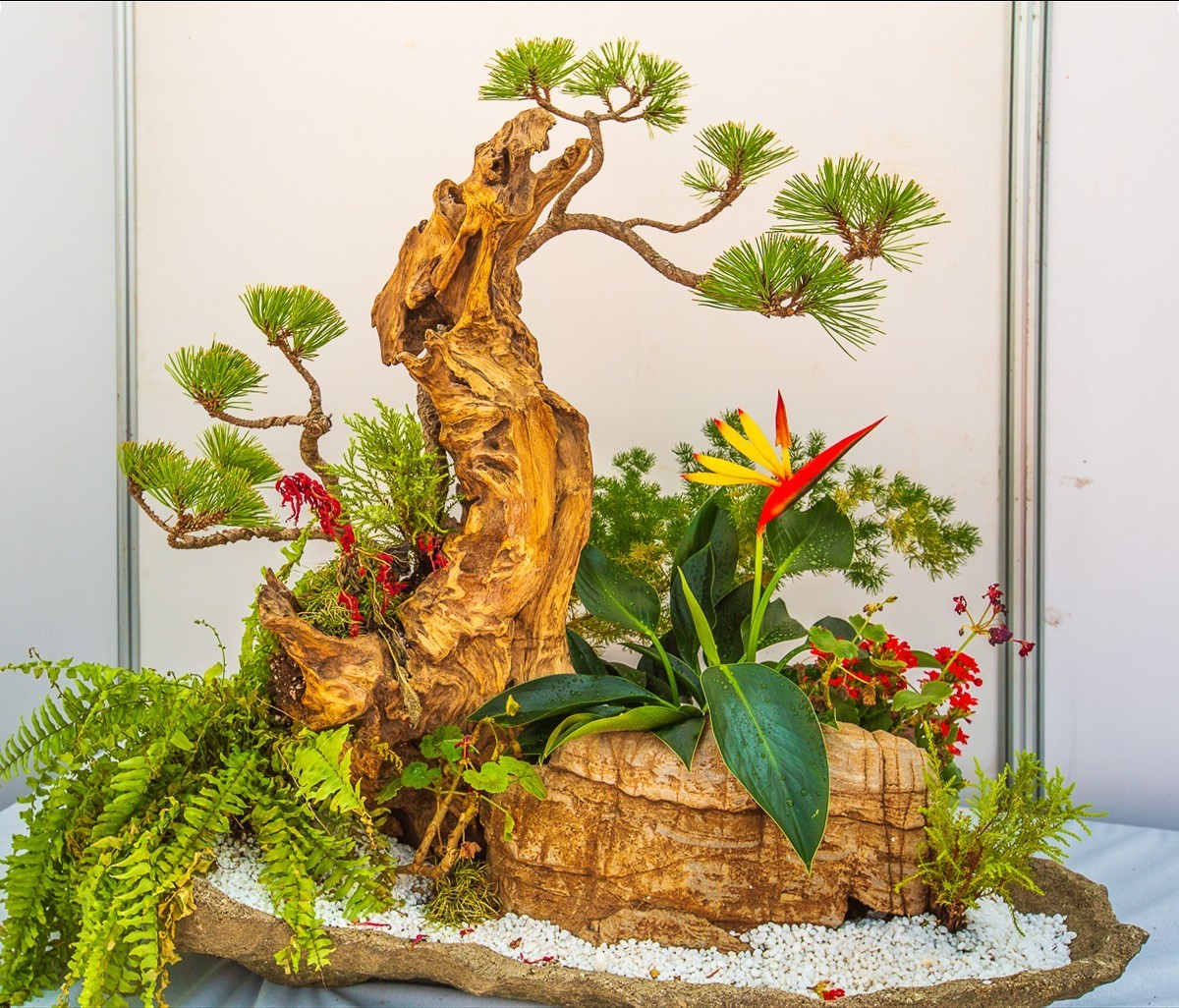 2021-10-23江苏省第二届组合盆栽大赛（二）