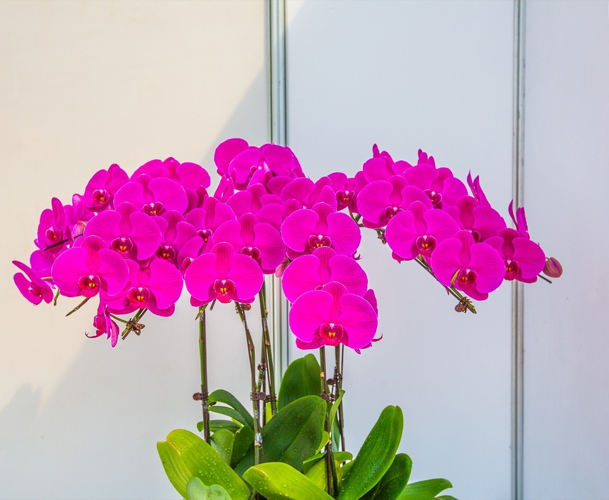 2021-10-23江苏省第二届组合盆栽大赛（二）