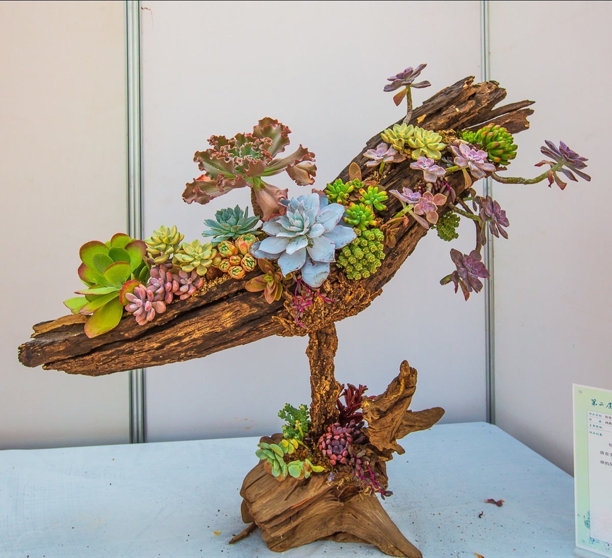 2021-10-23江苏省第二届组合盆栽大赛（二）