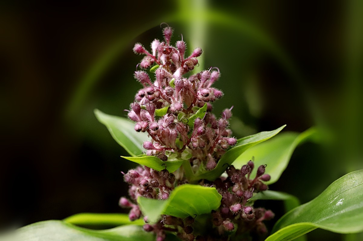 聚花草默默无闻花开香