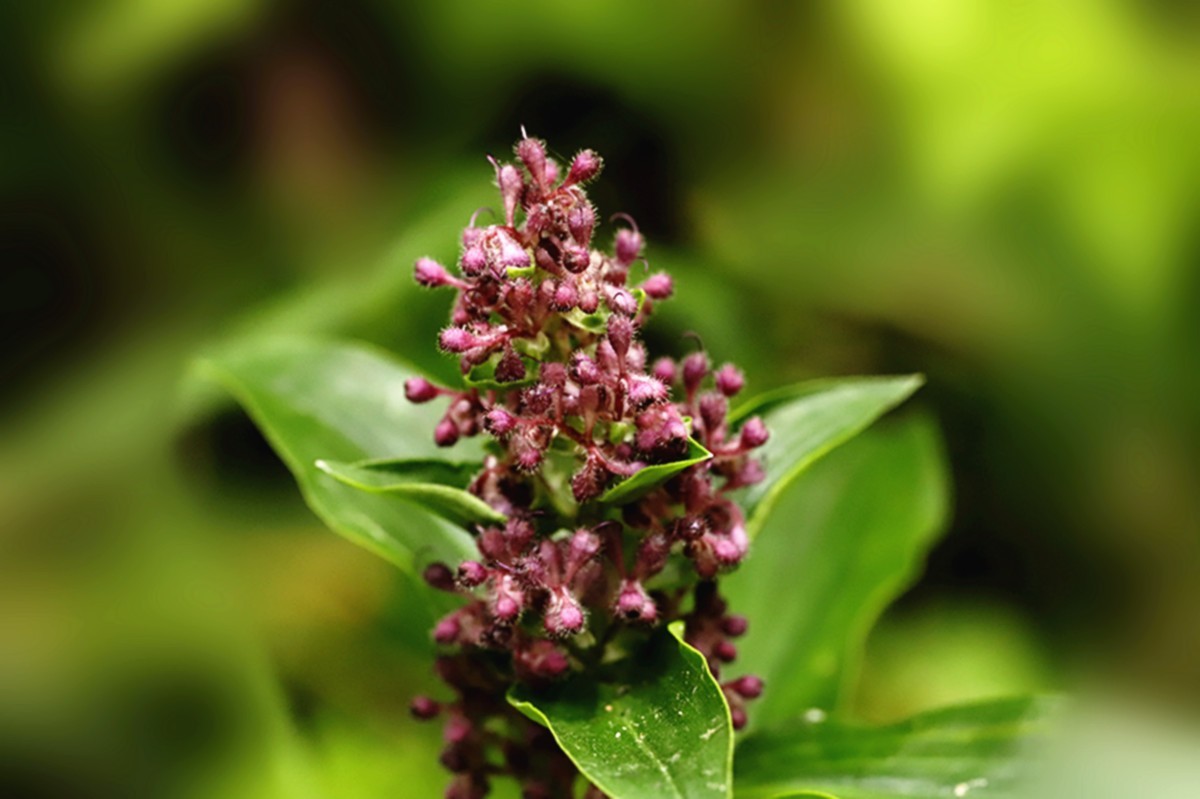 聚花草默默无闻花开香