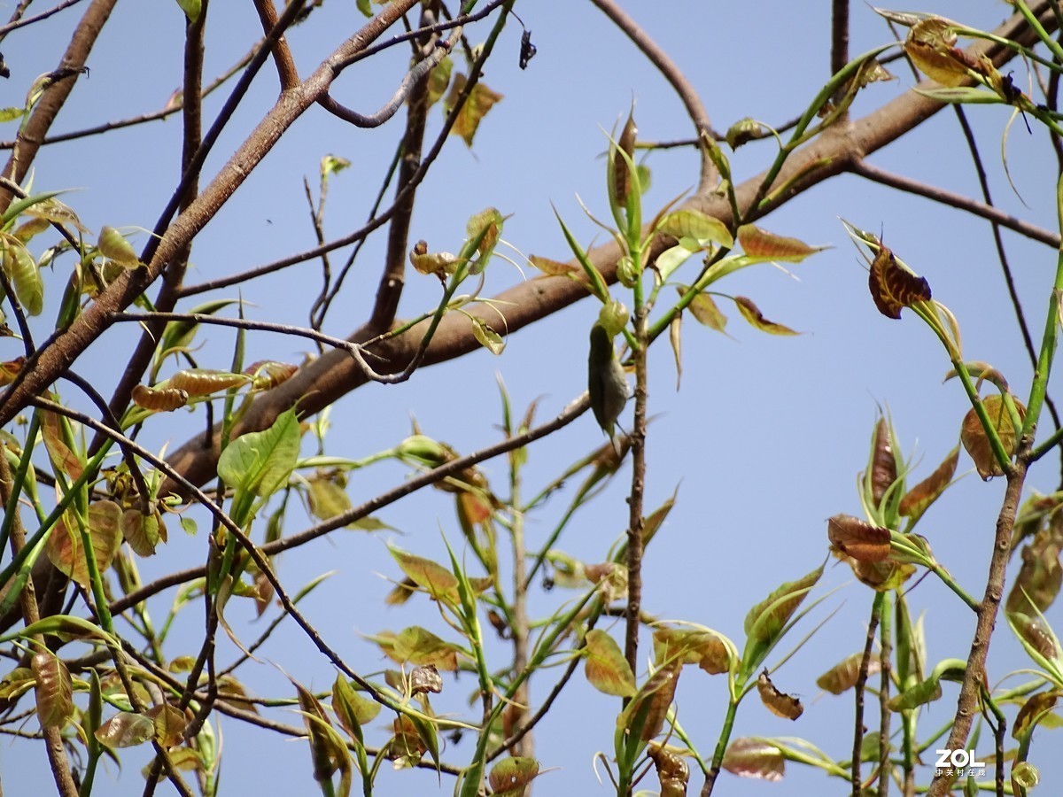 华侨城湿地公园