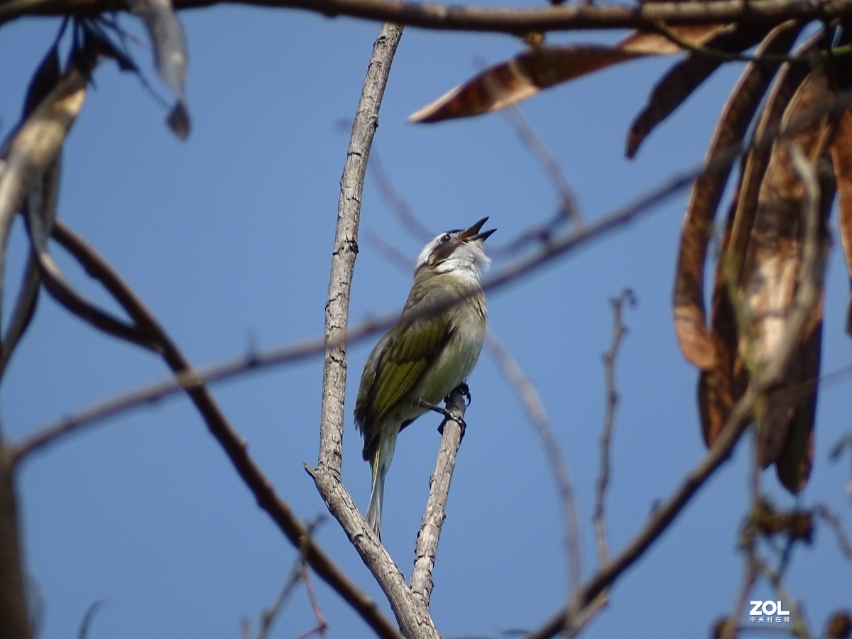 华侨城湿地公园