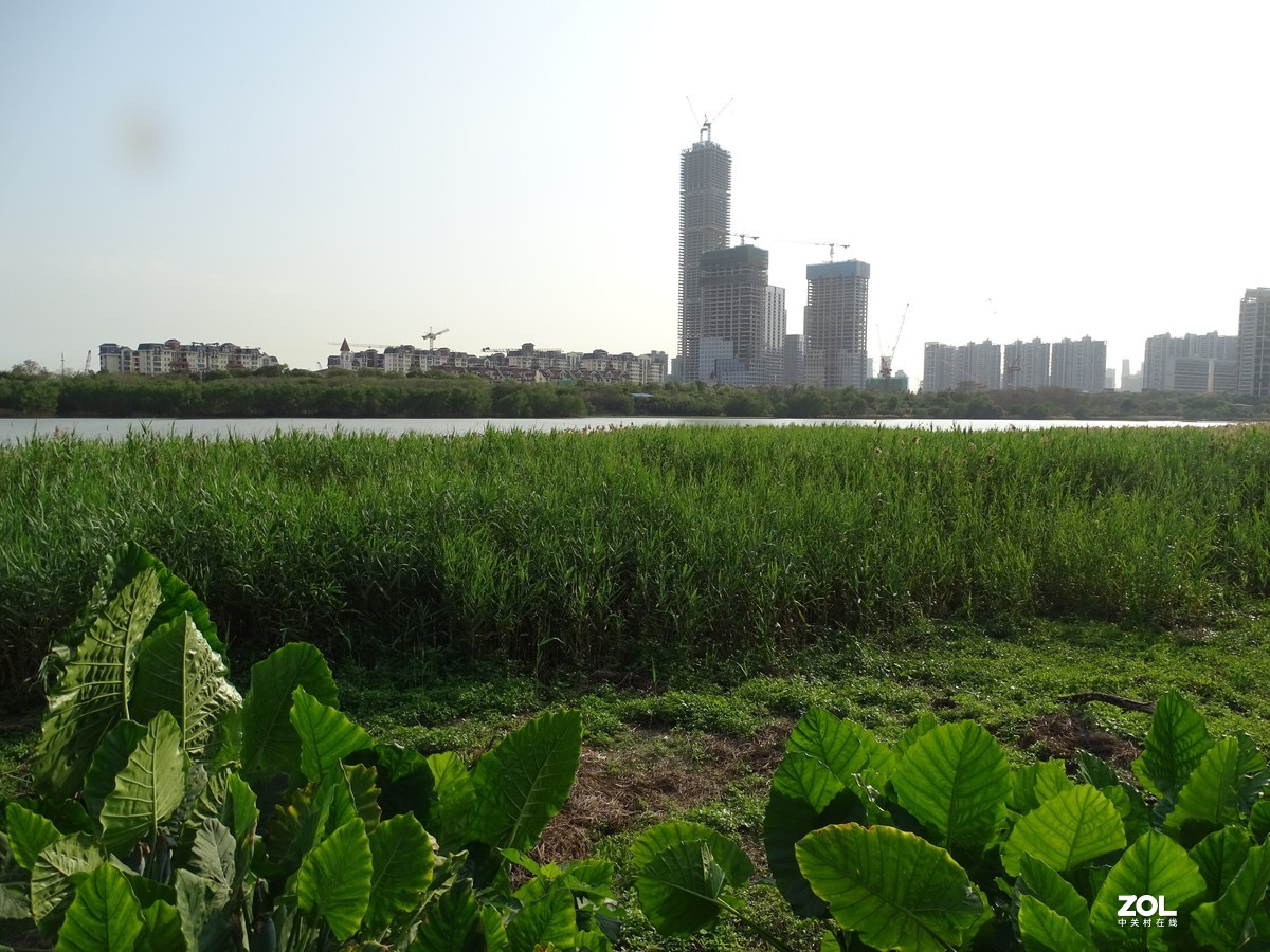 华侨城湿地公园