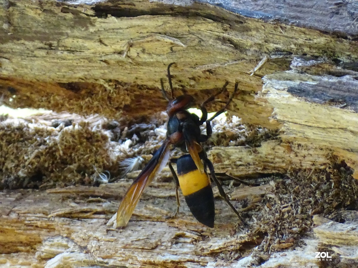 华侨城湿地公园