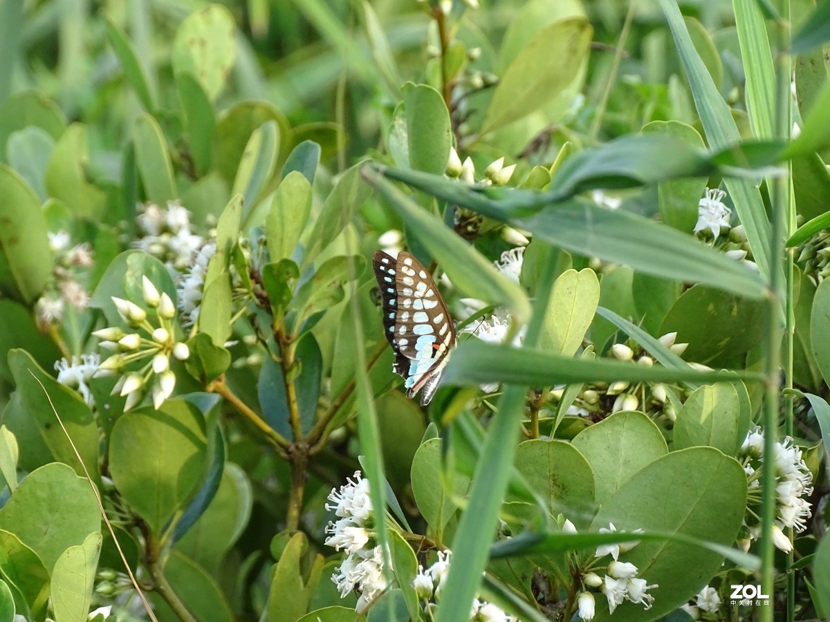 华侨城湿地公园