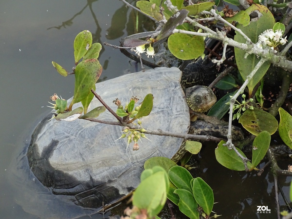 华侨城湿地公园