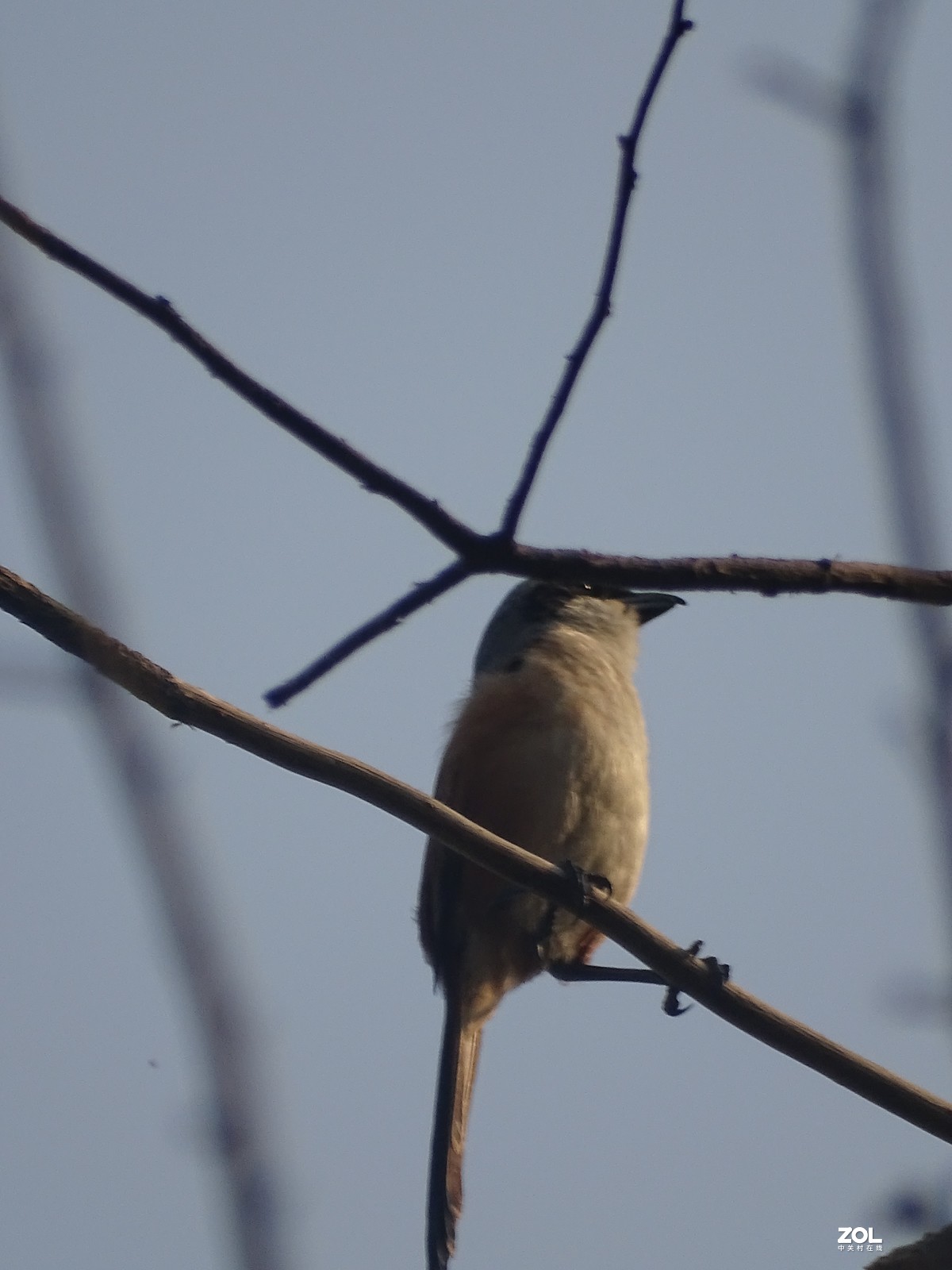 华侨城湿地公园