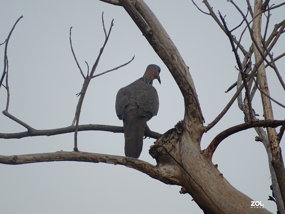 华侨城湿地公园
