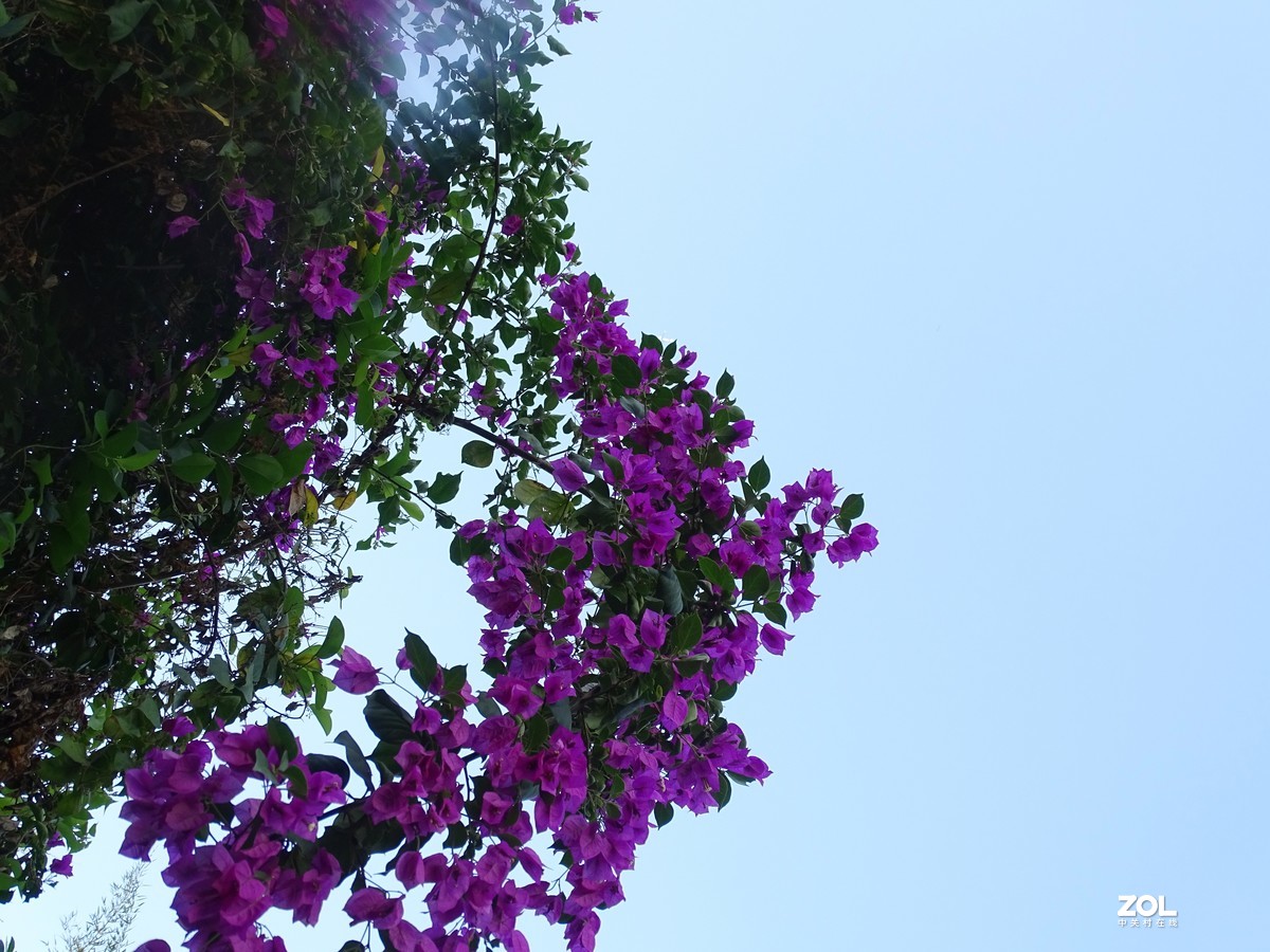 华侨城湿地公园