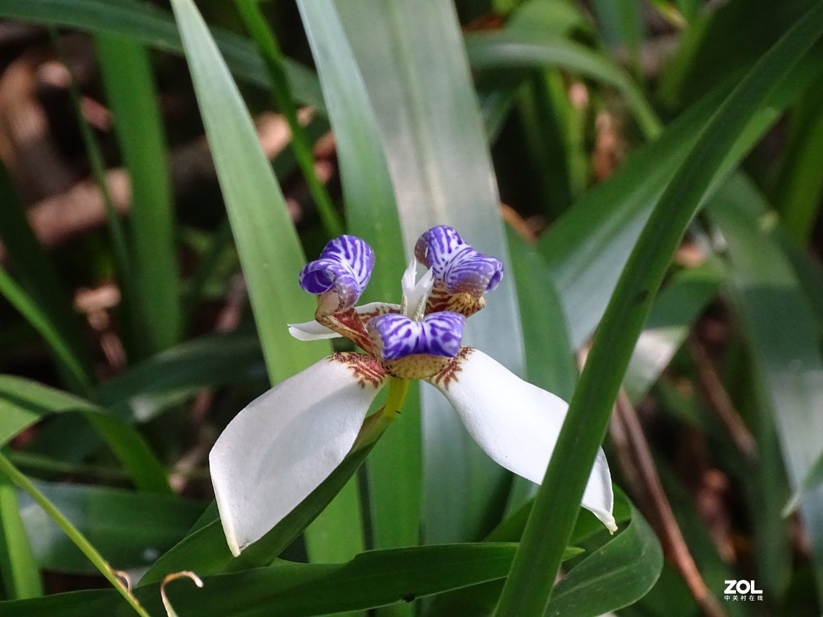 华侨城湿地公园
