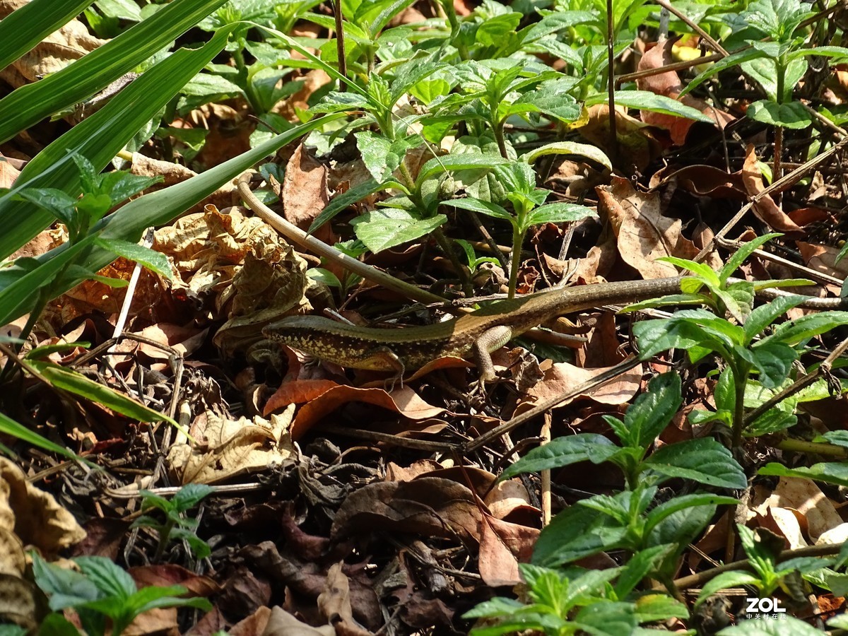 华侨城湿地公园