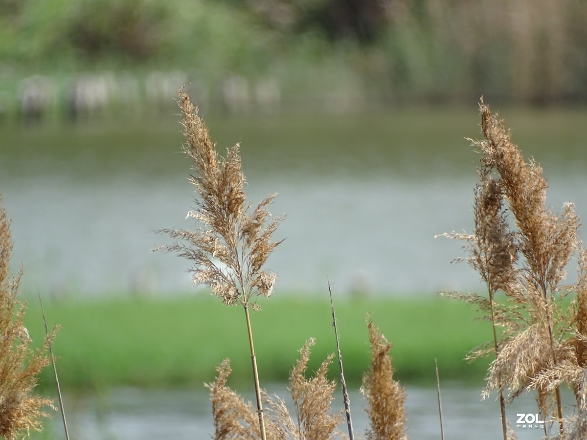 华侨城湿地公园