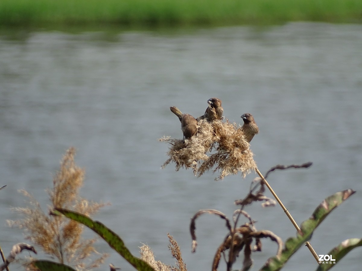 华侨城湿地公园