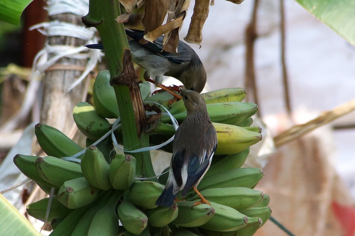 远距离抓拍一对小情侣