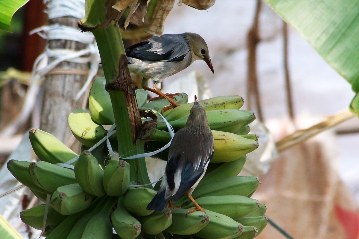 远距离抓拍一对小情侣