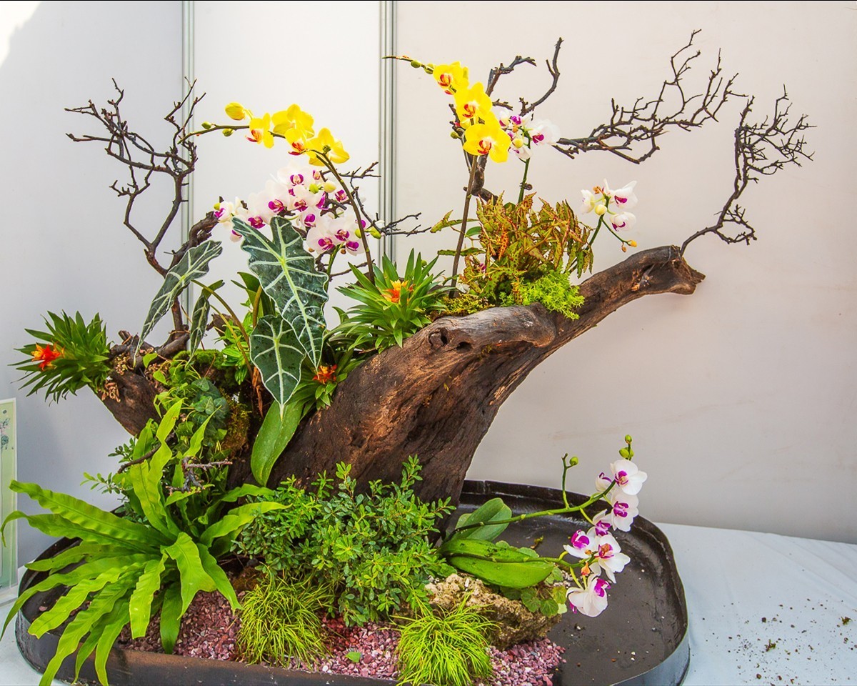 2021-10-23江苏省第二届组合盆栽大赛（二）