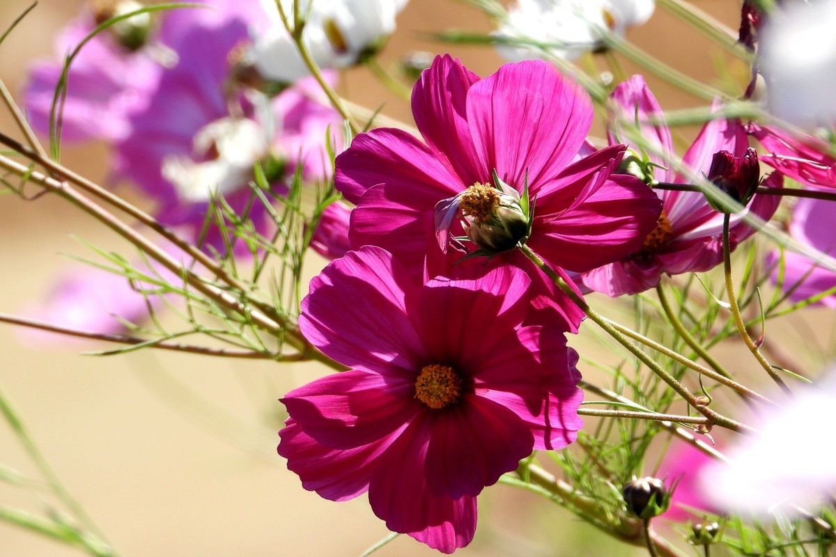 山行好景色 秋英花儿红