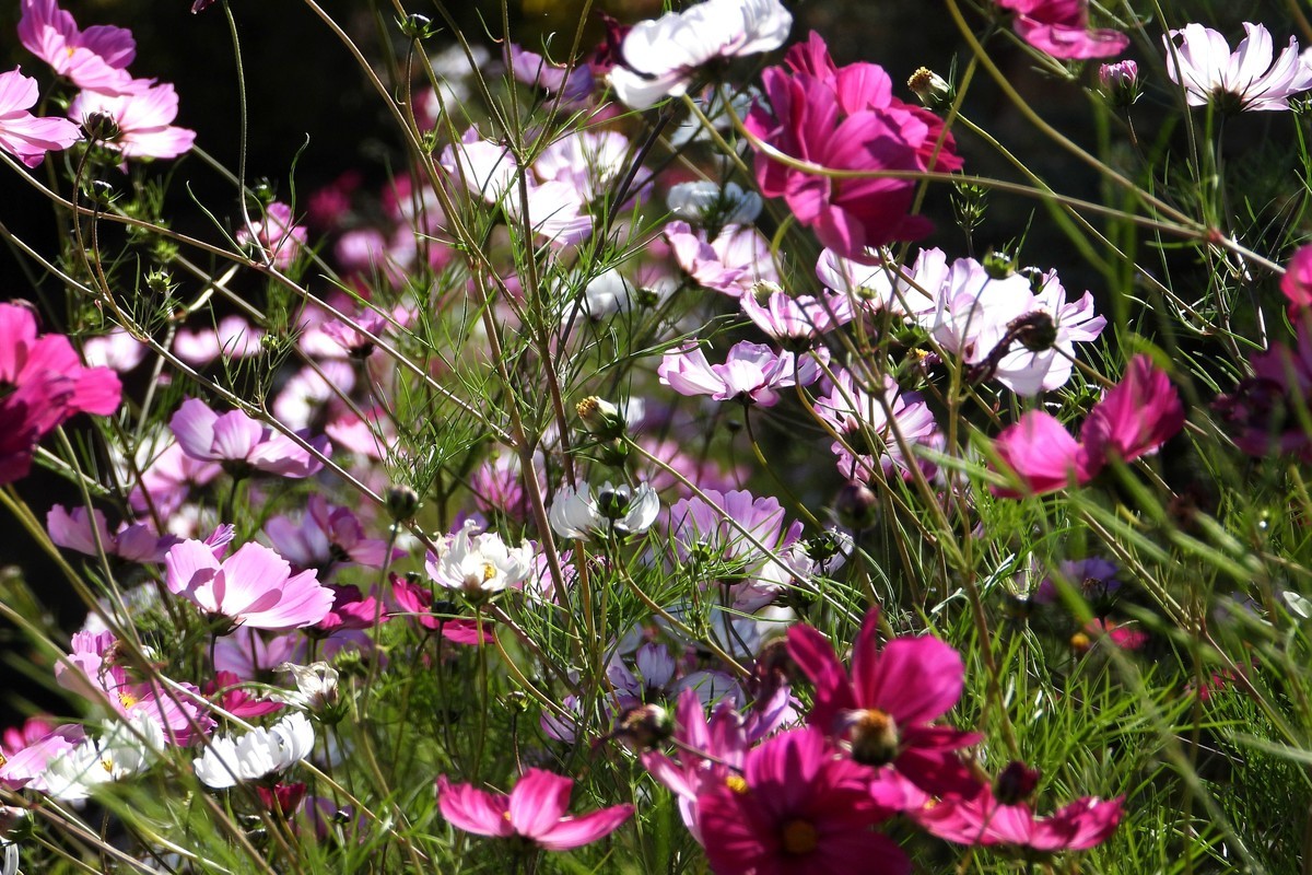 山行好景色 秋英花儿红