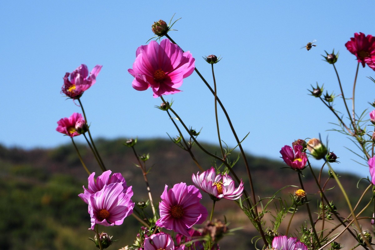 山行好景色 秋英花儿红